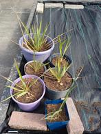 YUCCA THOMPSONIANA in pot, Volle zon, Vaste plant, Zomer, Ophalen