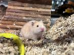 Jonge goudhamsters, Dieren en Toebehoren, Knaagdieren, Hamster, Mannelijk, Tam, September