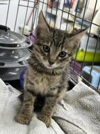 ACE: Madame, wie geeft haar nu een goede thuis?, Poes, Kortharig, 0 tot 2 jaar