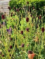 Sanquisorba Pimpernel Tanna zaden, Ophalen of Verzenden, Voorjaar, Volle zon, Zaad