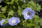 Zaden Nicandra psychalodes, Verzenden, Volle zon