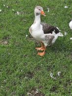 Ganzen, Dieren en Toebehoren, Pluimvee