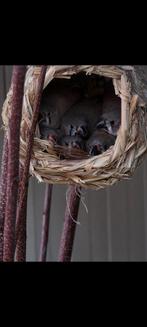 Te koop zebravinken, Dieren en Toebehoren, Vogels | Overige Vogels, Meerdere dieren