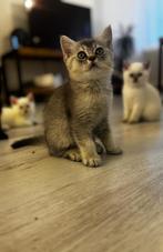 Britsekorthaar kittens, Dieren en Toebehoren, Katten en Kittens | Raskatten | Korthaar, Kater