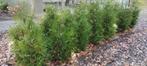 Coniferen, Thuja, Brabant, Ophalen, Conifeer, Haag, 100 tot 250 cm