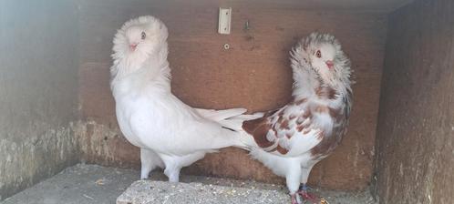 Tekoop sierduiven Oudhollands kapucijnen duiven, Dieren en Toebehoren, Vogels | Overige Vogels, Meerdere dieren