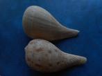 Schelpen: Ficus subintermedia Orb. f++/g 85-87,5mm, Verzenden, Schelp(en)
