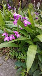 Bletilla, Japanse aardorchidee, Ophalen, Overige soorten