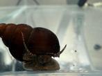 Kweekgroep Filopaludina sp. Orange spot, Dieren en Toebehoren, Slak of Weekdier, Zoetwatervis