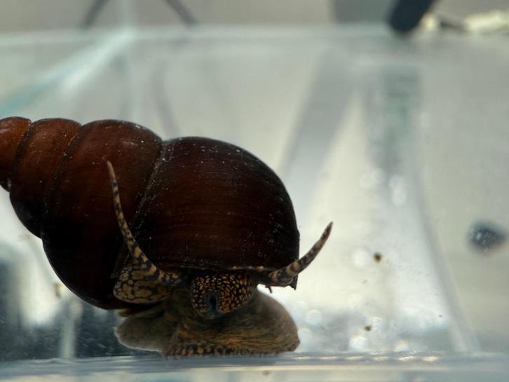 Kweekgroep Filopaludina sp. Orange spot, Dieren en Toebehoren, Vissen | Aquariumvissen, Zoetwatervis, Slak of Weekdier