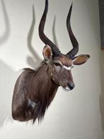 Opgezette Nyala Kop - Afrikaanse Wildtrofee, Verzamelen, Dierenverzamelingen, Ophalen