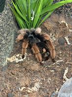 Brachypelma Klaasi volwassen vrouw, Dieren en Toebehoren