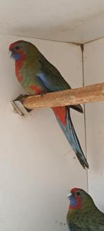 Wildkleur pennant pop, Dieren en Toebehoren, Vogels | Parkieten en Papegaaien, Vrouwelijk, Parkiet, Geringd