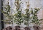 Haagplanten beukenhaag Fagus & haagbeuk Carpinus, Ophalen of Verzenden, Beukenhaag, 100 tot 250 cm
