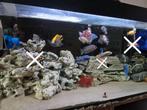 Complete Cichliden Vissen Bestand (+-20/25st.), Ophalen, Zo goed als nieuw, Gevuld zoetwateraquarium