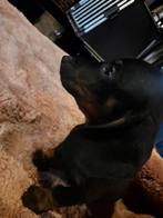 De laatste pups teckels uit net nest, Dieren en Toebehoren, Honden | Teckels en Dashonden, Kaninchen, Rabiës (hondsdolheid), 8 tot 15 weken