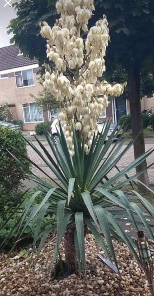 Vaste plant winterhard Palmlelie yucca gloriosa stek stekken, Tuin en Terras, Planten | Tuinplanten, Vaste plant, Overige soorten
