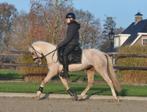 knappe 3.5 jarige palomino nrps pony, Dieren en Toebehoren, Merrie, B, Gechipt, Dressuurpony