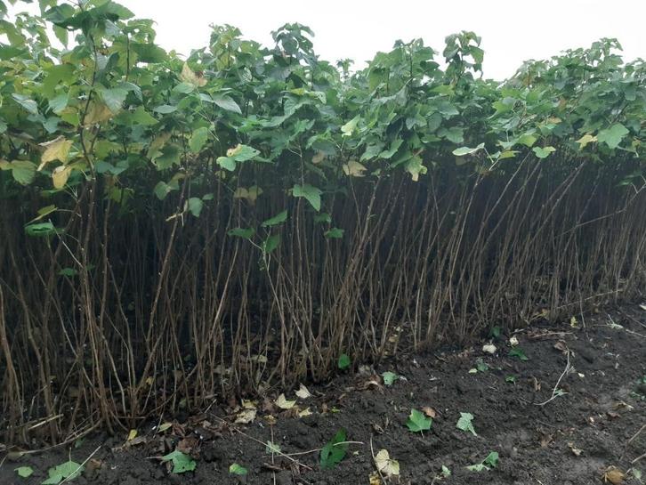 Bessenstruiken te koop, Tuin en Terras, Planten | Fruitbomen, Overige soorten, Minder dan 100 cm, Lente, Ophalen