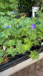 Geranium ‘brookside’, Tuin en Terras, Planten | Tuinplanten, Ophalen, Zomer, Bodembedekkers, Halfschaduw