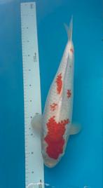 Kohaku, Dieren en Toebehoren, Karper of Koi