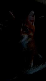 Kittens – Perzisch langhaar x Europees €100, Dieren en Toebehoren, Meerdere dieren, 0 tot 2 jaar