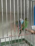 Diverse grasparkieten Engelse parkieten, Dieren en Toebehoren, Vogels | Parkieten en Papegaaien, Meerdere dieren, Parkiet