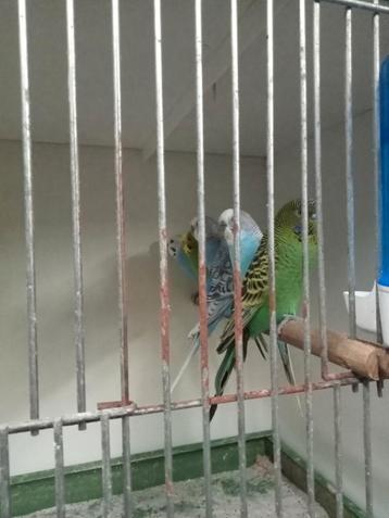 Diverse grasparkieten Engelse parkieten  beschikbaar voor biedingen