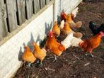 Geel witpel Friese krielen., Dieren en Toebehoren, Pluimvee, Meerdere dieren, Kip