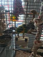 Te koop zeer tammen en pratende bonteboer, Vrouwelijk, Papegaai, Tam