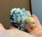 Jonge opaline turquoise Agapornis fischeri dwergpapegaai 622, Geslacht onbekend, Dwergpapegaai of Agapornis, Geringd