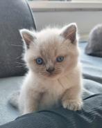 Britse korthaar, Dieren en Toebehoren, Katten en Kittens | Raskatten | Korthaar, Ontwormd, Kater