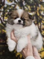 Pomeranian pomeriaan dwergkeesje reutje s, Dieren en Toebehoren, Overige rassen, CDV (hondenziekte), 8 tot 15 weken, Meerdere