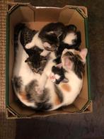 Drie kittens, vrouwtjes, gestreept en gevlekt., Poes, Kortharig, 0 tot 2 jaar