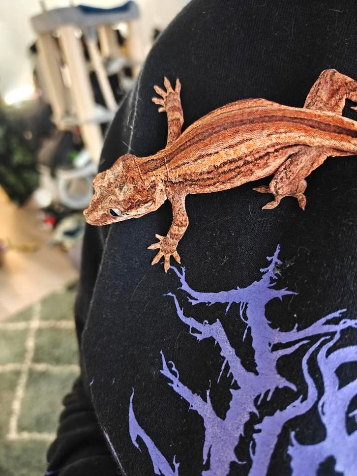 0.1 Gargoyle gekko, Dieren en Toebehoren, Reptielen en Amfibieën, Hagedis, 0 tot 2 jaar