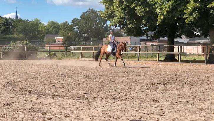 Allround e-pony merrie, Dieren en Toebehoren, Pony's, Merrie, L, E pony (1.48m - 1.57m), Recreatiepony, 3 tot 6 jaar, Gechipt