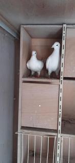 Jonge kleur postduiven te koop, Geslacht onbekend, Postduif