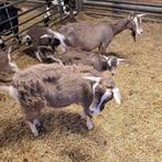 toggenburger geiten te koop CAE en CL vrij, Dieren en Toebehoren, Schapen, Geiten en Varkens, Vrouwelijk, Geit