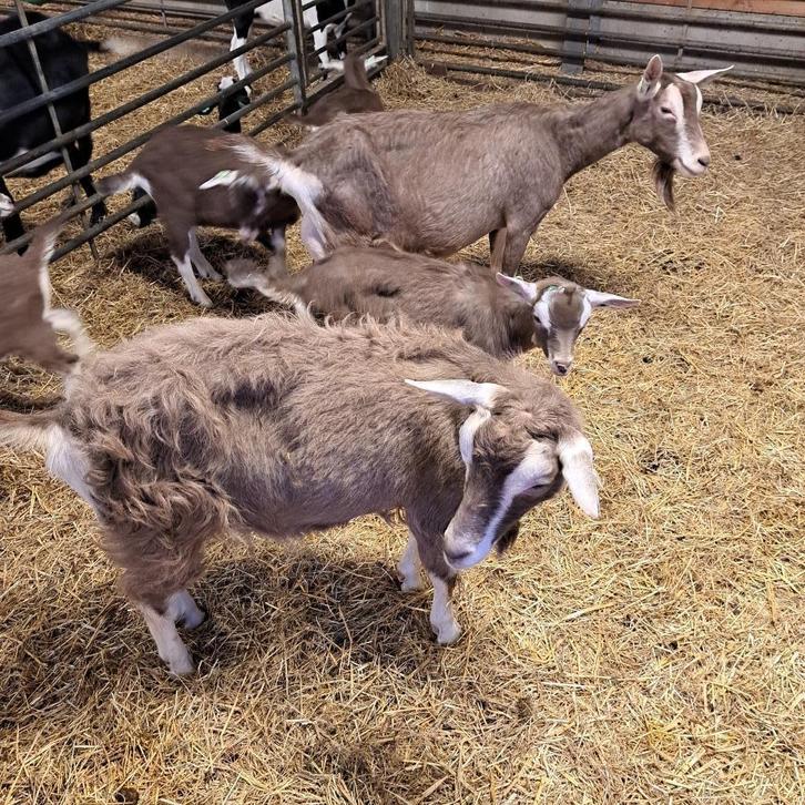toggenburger geiten te koop CAE en CL vrij, Dieren en Toebehoren, Schapen, Geiten en Varkens, Geit, Vrouwelijk