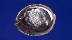 schelpen, Haliotis corrugata, Verzamelen, Mineralen en Fossielen, Ophalen of Verzenden, Schelp(en)
