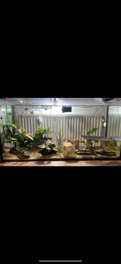 Groot aquarium met drie axolotls en benodigheden, Dieren en Toebehoren, Vissen | Aquaria en Toebehoren, Ophalen of Verzenden