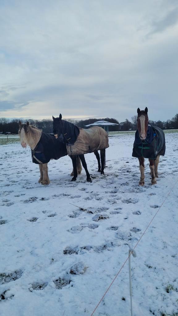 Verzorger omgeving Blaricum gezocht., Diensten en Vakmensen, Dieren | Paarden | Verzorging, Oppas en Les