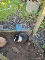 Gratis mooie Hollander konijntjes, Dieren en Toebehoren, Konijnen, Meerdere dieren, Middelgroot, 0 tot 2 jaar