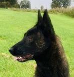 Hollandse herder teef (7 maand), Dieren en Toebehoren, Honden | Herdershonden en Veedrijvers, Rabiës (hondsdolheid), 15 weken tot 1 jaar