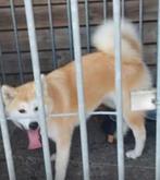 Japanse akita Teef 6 maanden . Sociaal opgevoed, Dieren en Toebehoren, Rabiës (hondsdolheid), 15 weken tot 1 jaar, Overige rassen