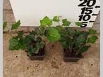 Hedera hibernica Ierse klimop aanbieding P9 20-30CM € 1,50, Vaste plant, Ophalen of Verzenden, Halfschaduw, Klimplanten