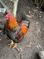 Wyandotte Goudzwart Haan | Gratis, Dieren en Toebehoren, Mannelijk, Kip