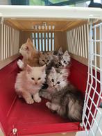 Prachtig nestje Maine Coon kittens, Dieren en Toebehoren, Meerdere dieren, Ontwormd, 0 tot 2 jaar