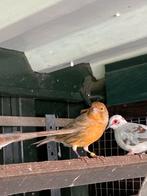 Bonte Kanaries, Dieren en Toebehoren, Meerdere dieren, Kleurkanarie