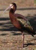 Amerikaans witgezicht ibis, Dieren en Toebehoren, Vogels | Overige Vogels, Meerdere dieren, Geringd, Tropenvogel